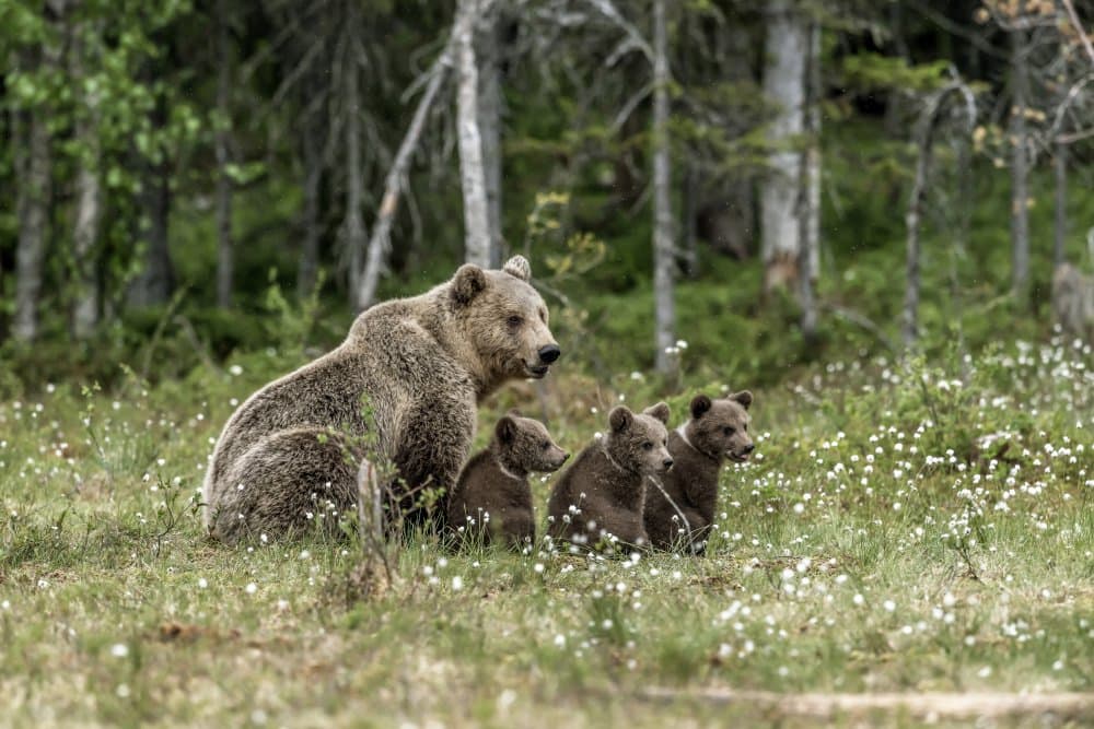 Mama Bear and Cubs by Giuseppe DAmico — canvas wall art