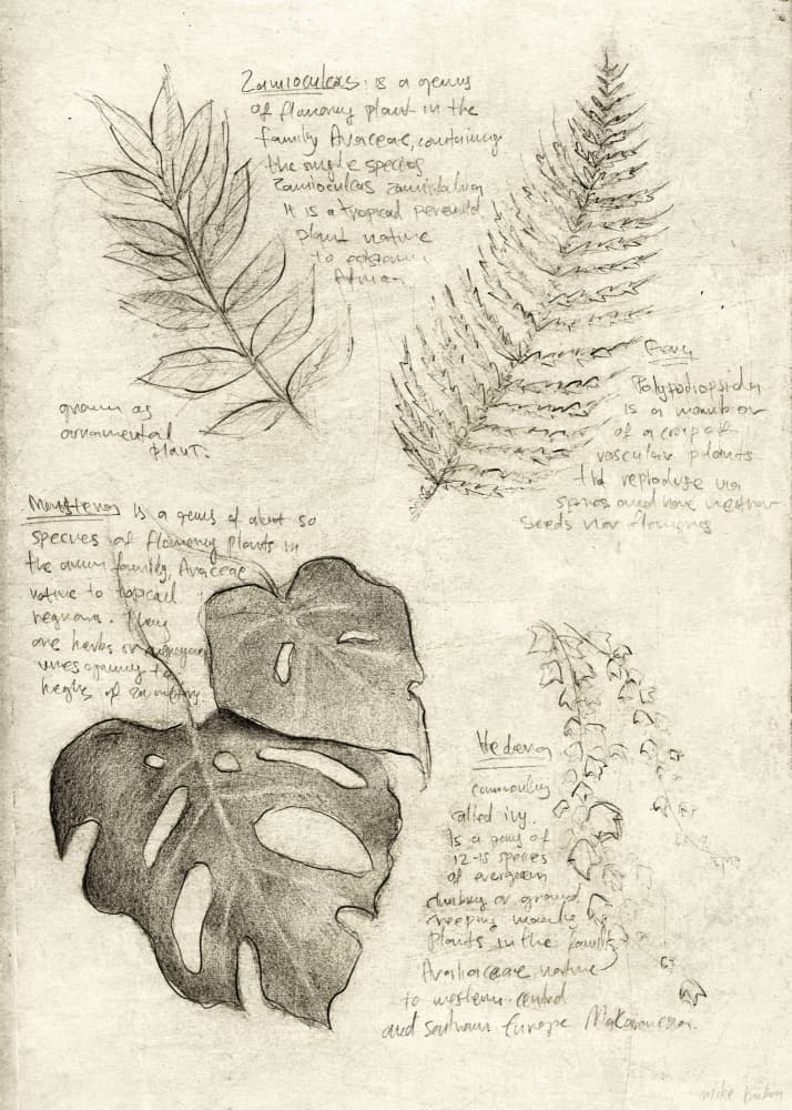 Pencil Sketches Of Various Plant Leaves by Mike Koubou — canvas wall art