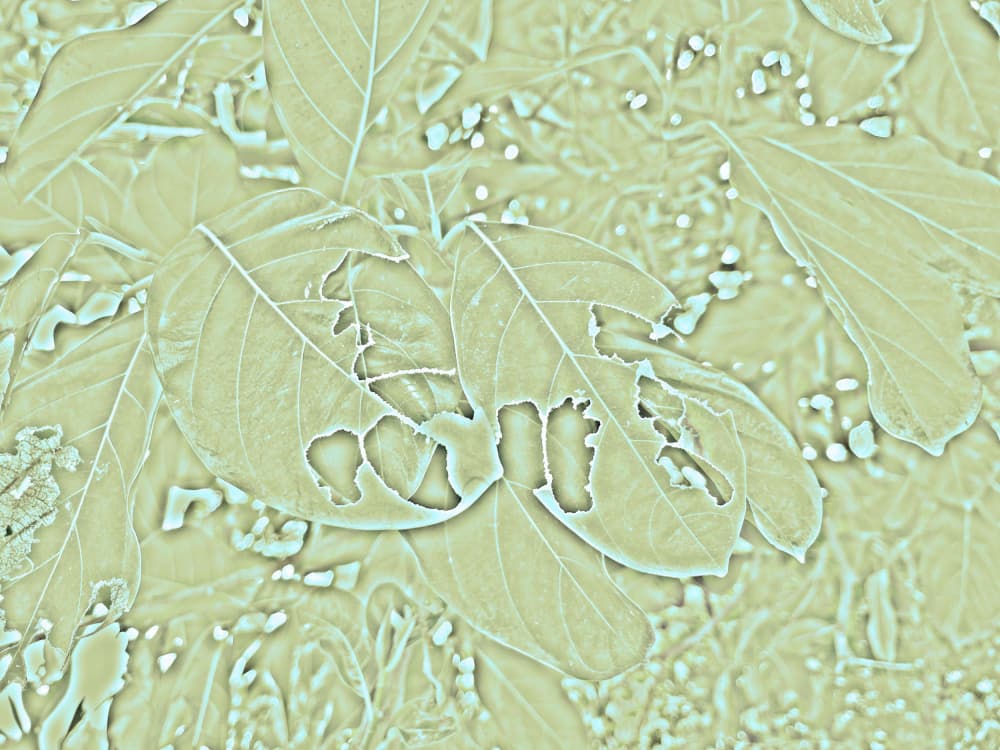 Textured Green Leaves by Santhosh ch — canvas wall art