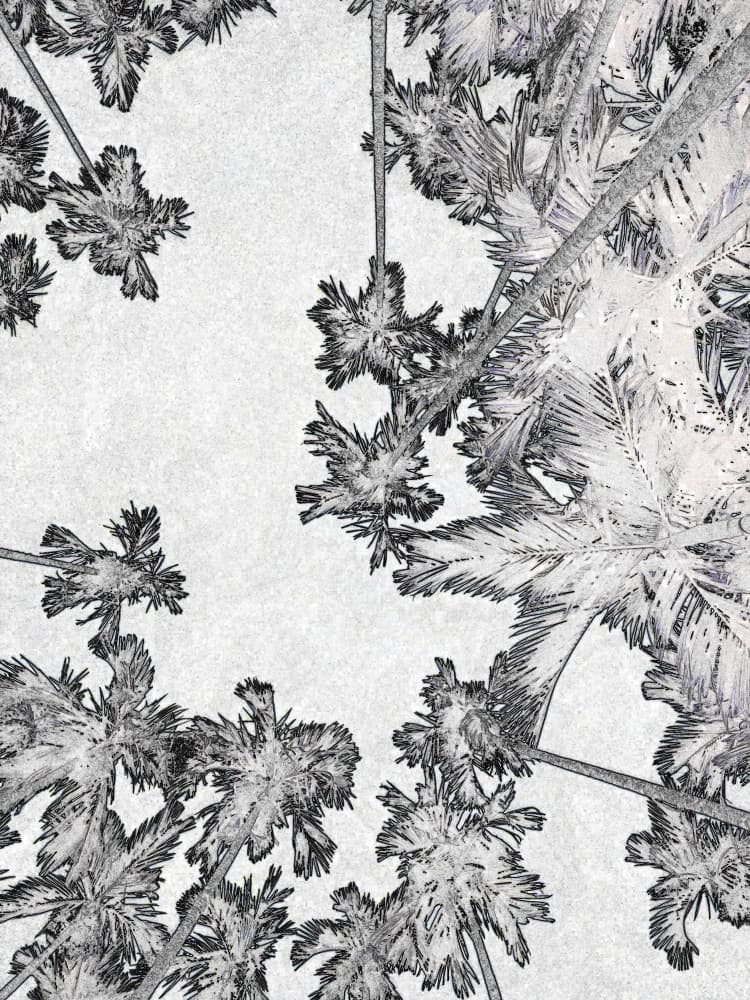 Upward Palm Tree Sketch by Santhosh ch — canvas wall art