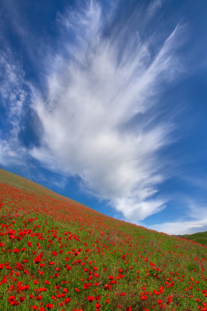 Red Poppies Under Blue Sky by Hua Zhu — canvas wall art