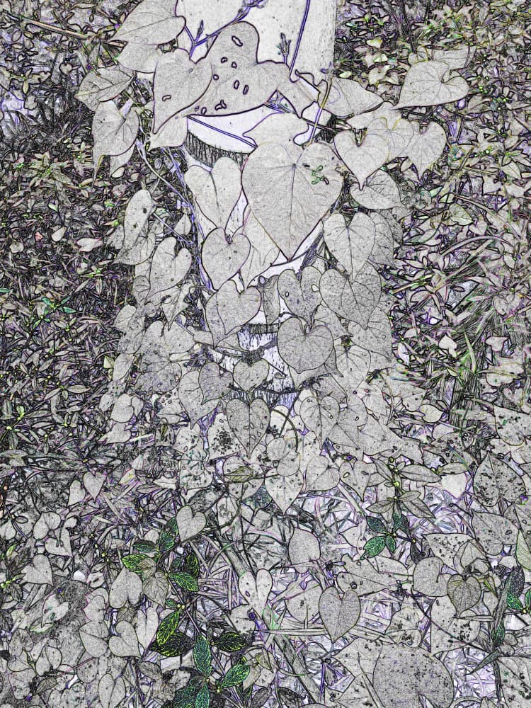 Climbing Heart Leaves by Santhosh ch — canvas wall art