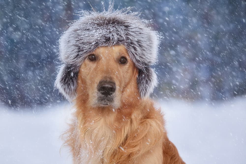 Snowy Golden Retriever Hat by Uschi Hermann — canvas wall art