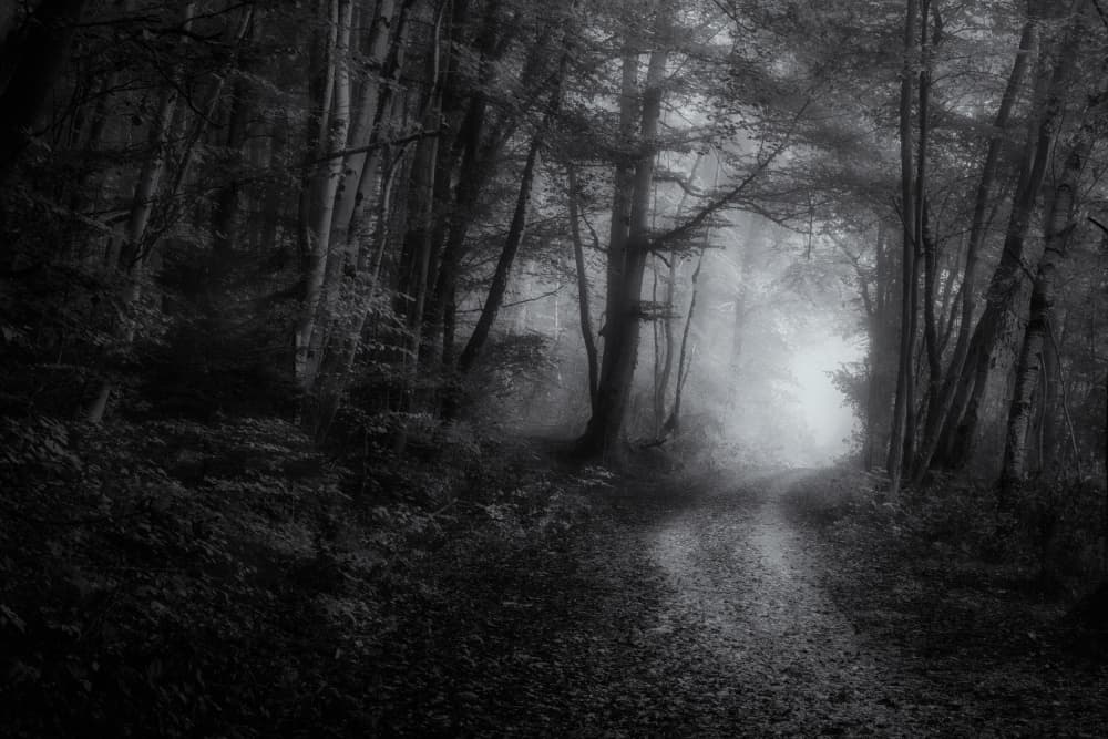Misty Forest Path by Norbert Maier — canvas wall art