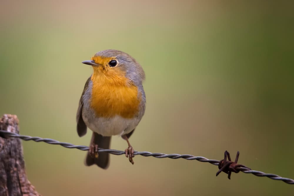 Robin On Barbed Wire by alberti Patrick — canvas wall art
