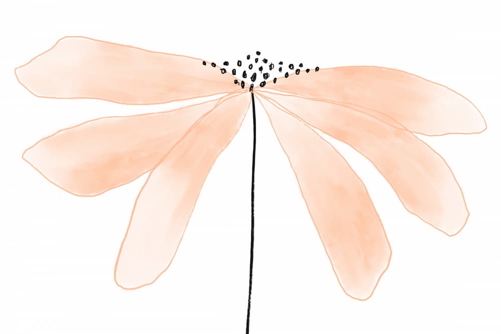 Delicate Peach Color Flower with Petals by uplusmestudio — canvas wall art