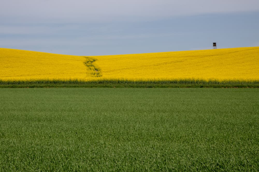 Yellow Field Path by Milan Malovrh — canvas wall art