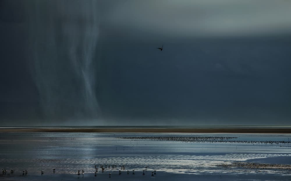Moody Shoreline Birds by Yvette Depaepe — canvas wall art