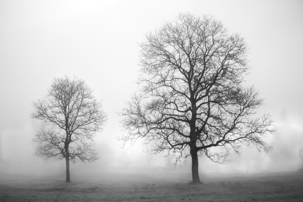 Misty Winter Trees by Michel Manzoni — canvas wall art