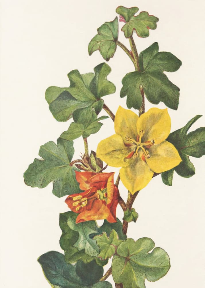 Mexican Fremontia From North American Wildflowers (1925) By Mary Vaux Walcott by Mary Vaux Walcott — canvas wall art