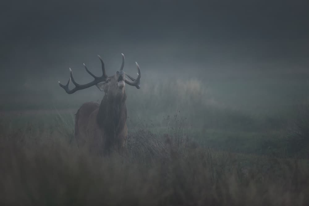 Stag Roaring In Fog by Radojica Jevric fotorax — canvas wall art