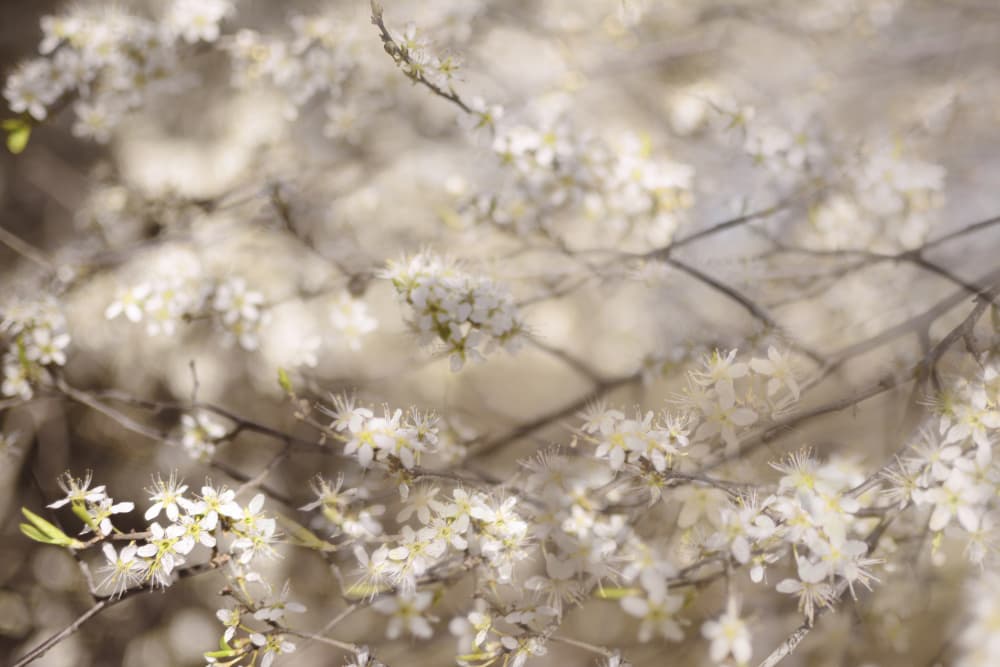 White Spring Blossoms by Christina Sillen — canvas wall art
