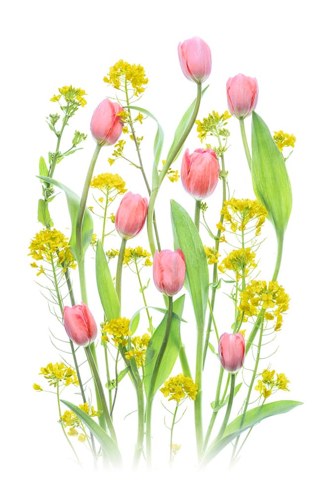 Pink Tulips and Yellow Flowers by Lydia Jacobs — canvas wall art
