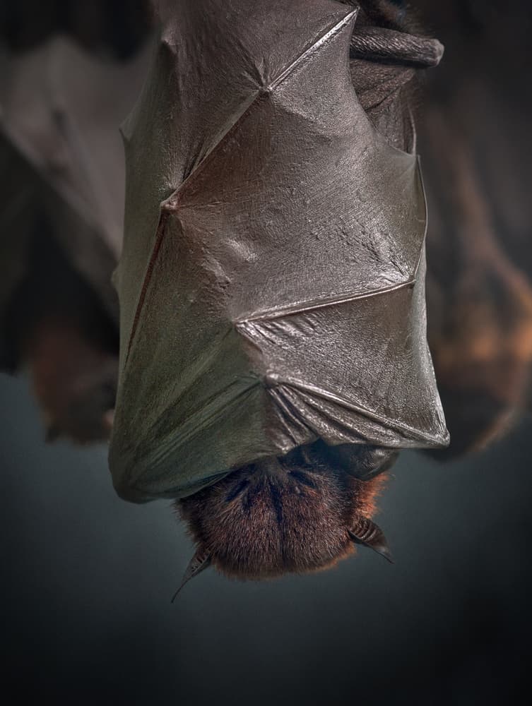 Sleeping Hanging Bat by Fahmi Bhs — canvas wall art