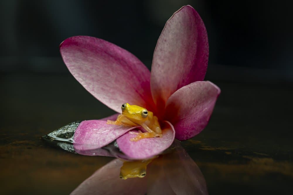 Yellow Frog on Pink Bloom by Lita Pratikto — canvas wall art
