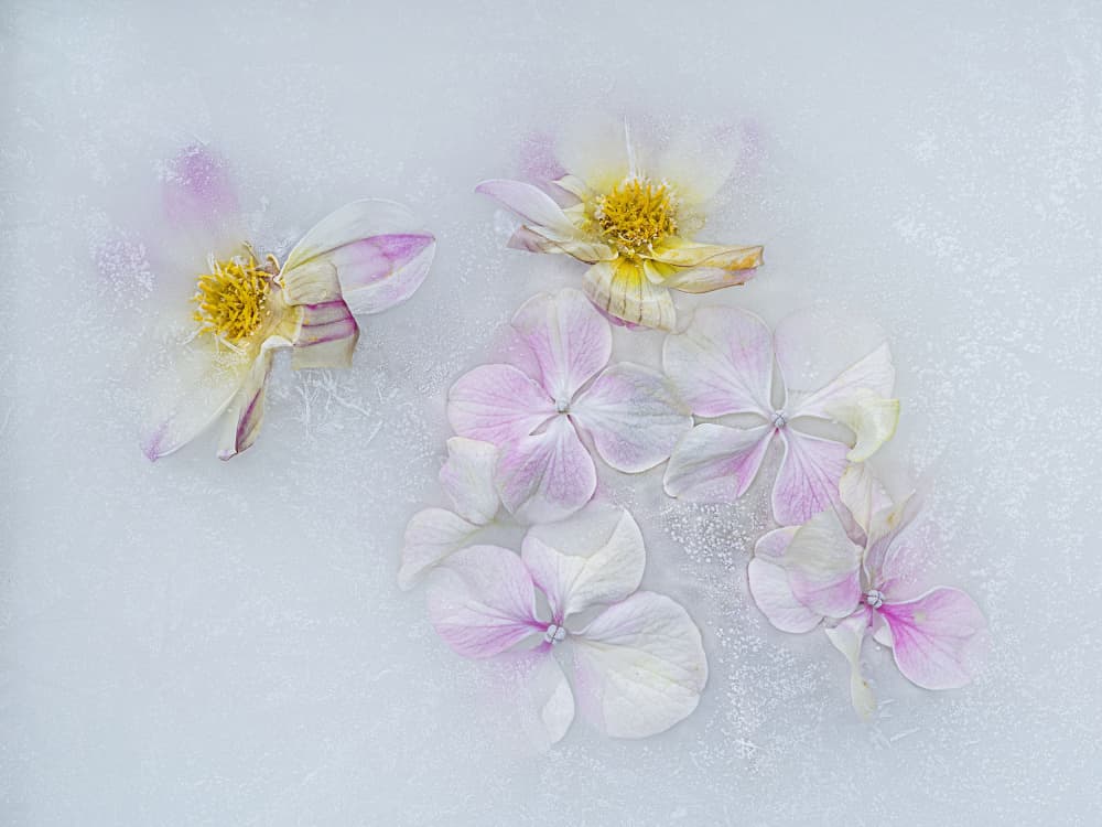 Delicate Frozen Blooms by Pedro Uranga — canvas wall art