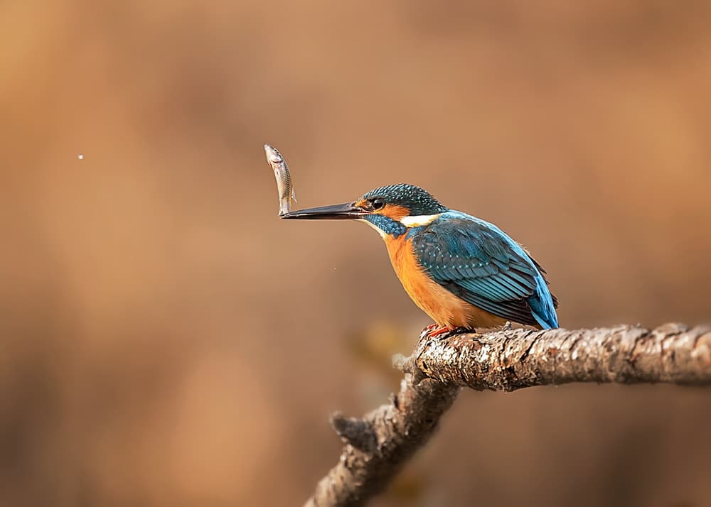 Kingfisher's Fresh Catch by Annie Poreider — canvas wall art