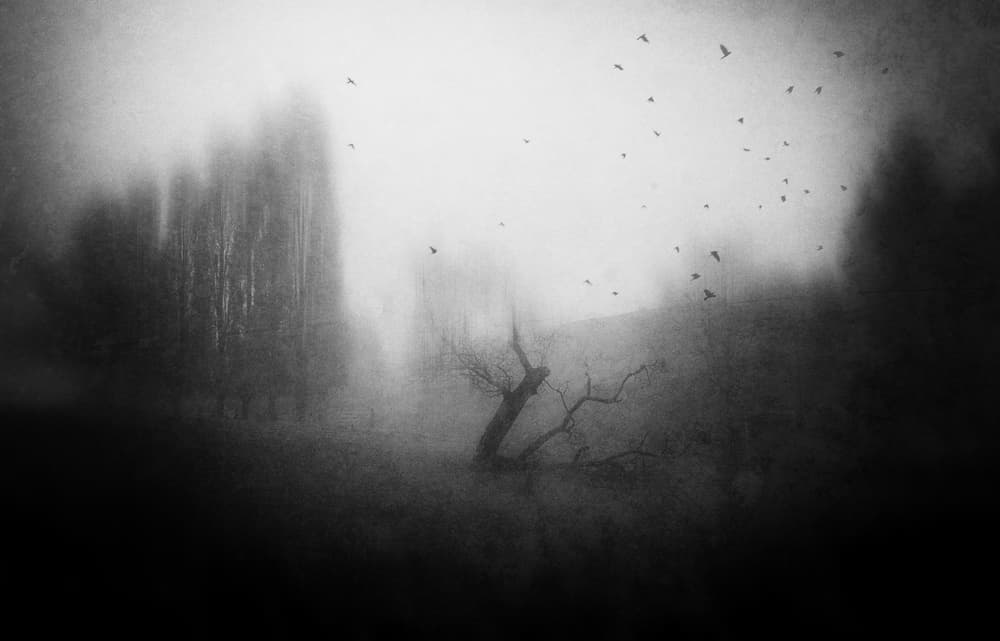 Misty Forest Ravens by Adam Dauria ☂ — canvas wall art