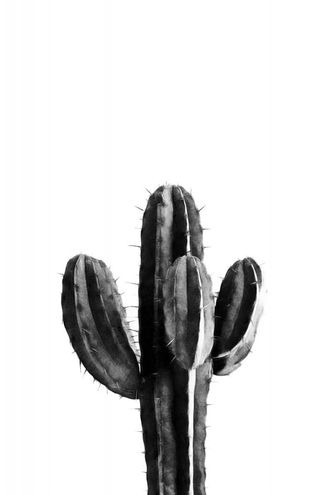 Black White Cactus by amini54 — canvas wall art
