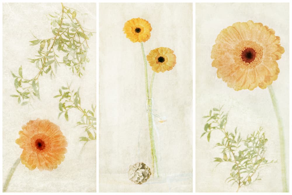 Soft Gerbera Triptych by Gustav Davidsson — canvas wall art