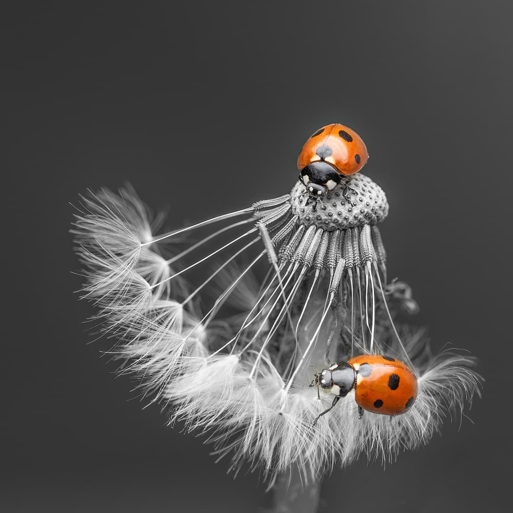 Orange Ladybugs On Dandelion by Summer2016 — canvas wall art