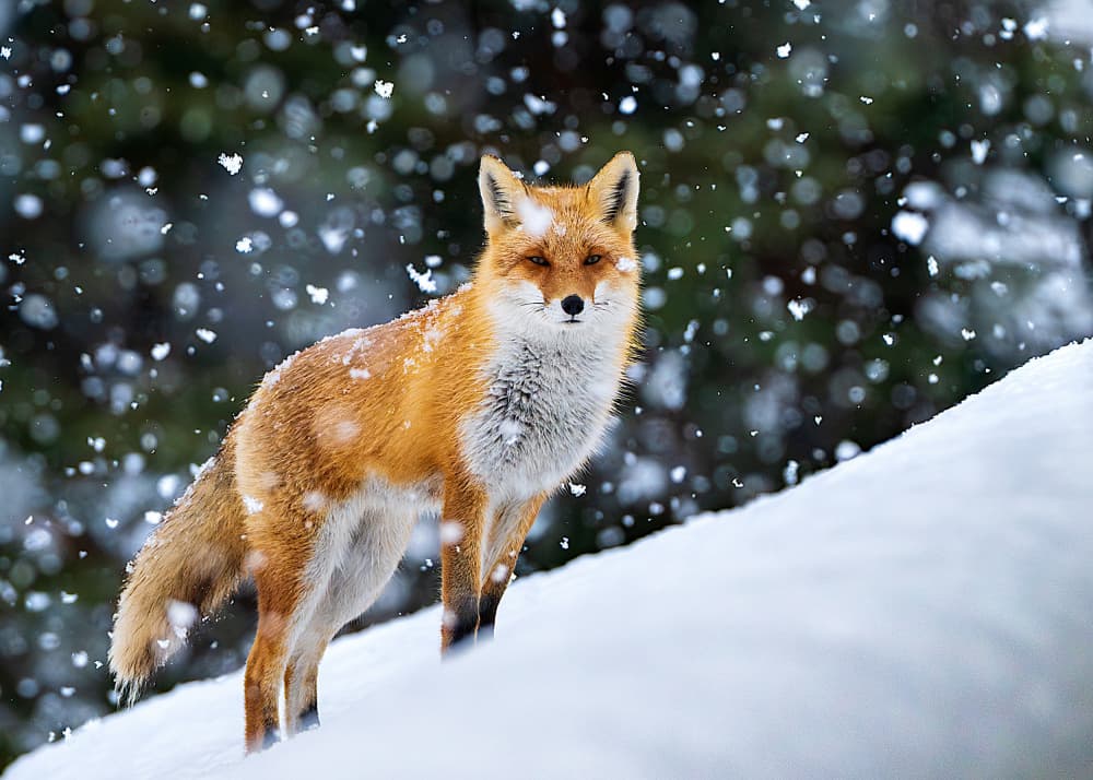 Red Fox In Quiet Snow by Hidenori Sono — canvas wall art
