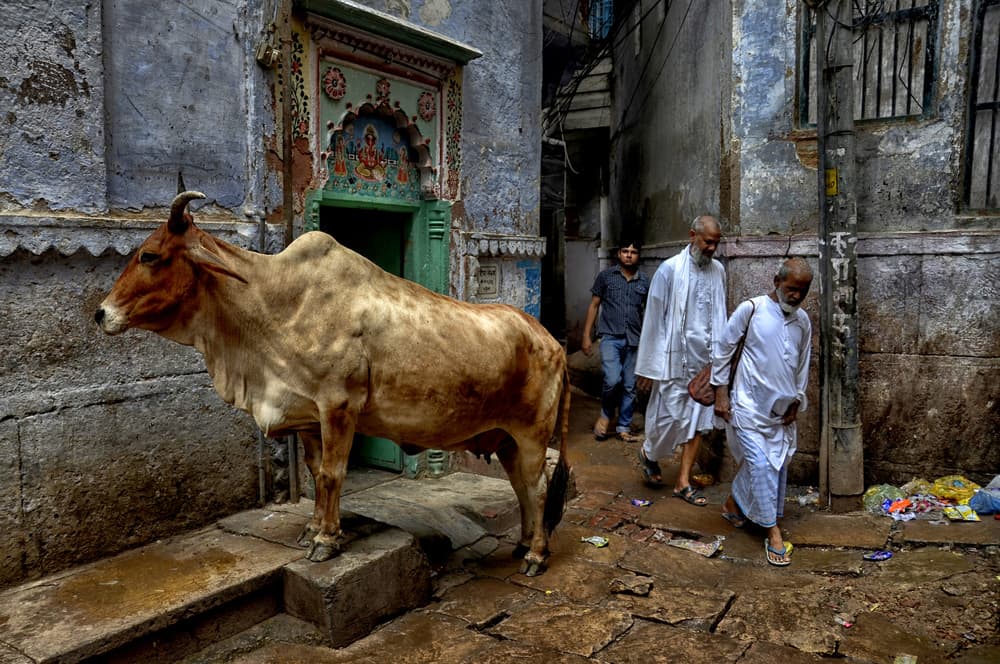 Indian Street Cow by Avishek Das — canvas wall art