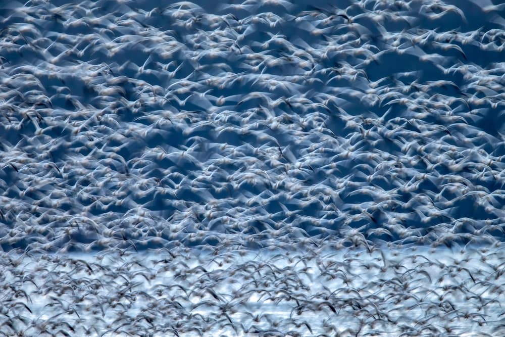Snow Geese Flight by Steven Wu 老鷹 — canvas wall art