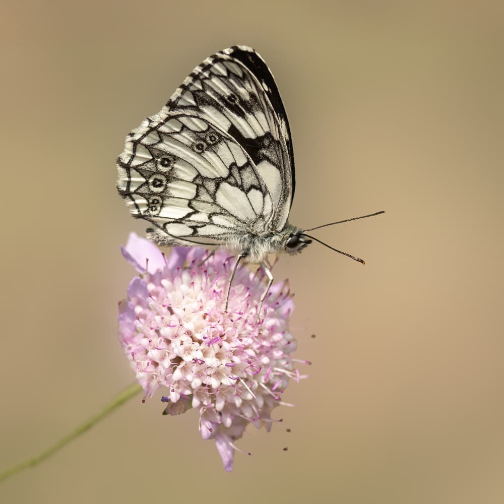 Marbled White Butterfly Nectar by Annie Keizer — canvas wall art