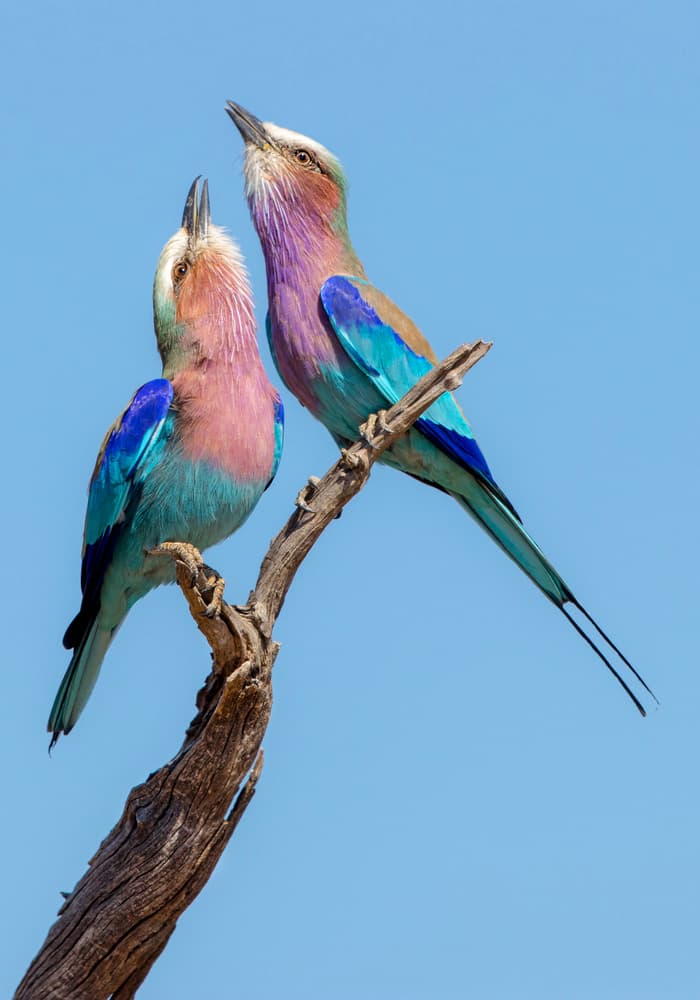 Lilac Rollers Looking Up by Alessandro Catta — canvas wall art