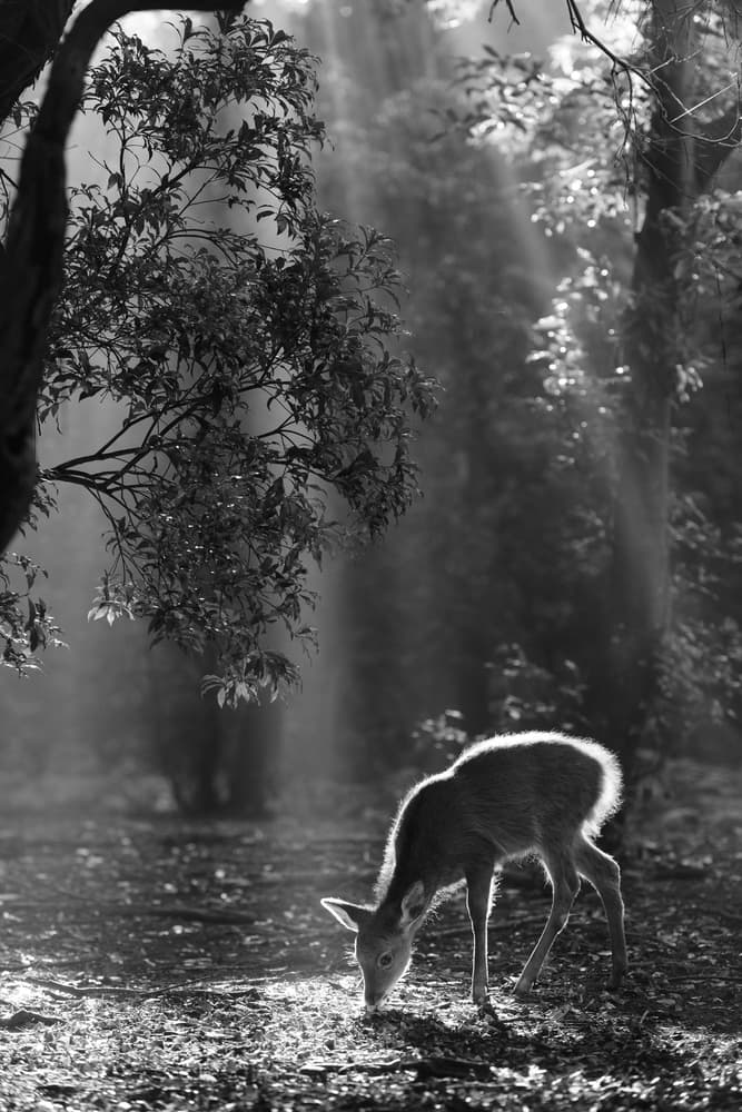 Magical Forest Fawn by Yoshinori Matsui — canvas wall art