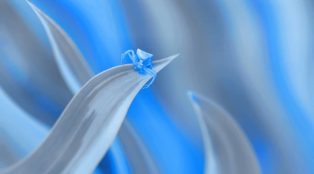 Delicate Blue Spider by Thierry Dufour — canvas wall art