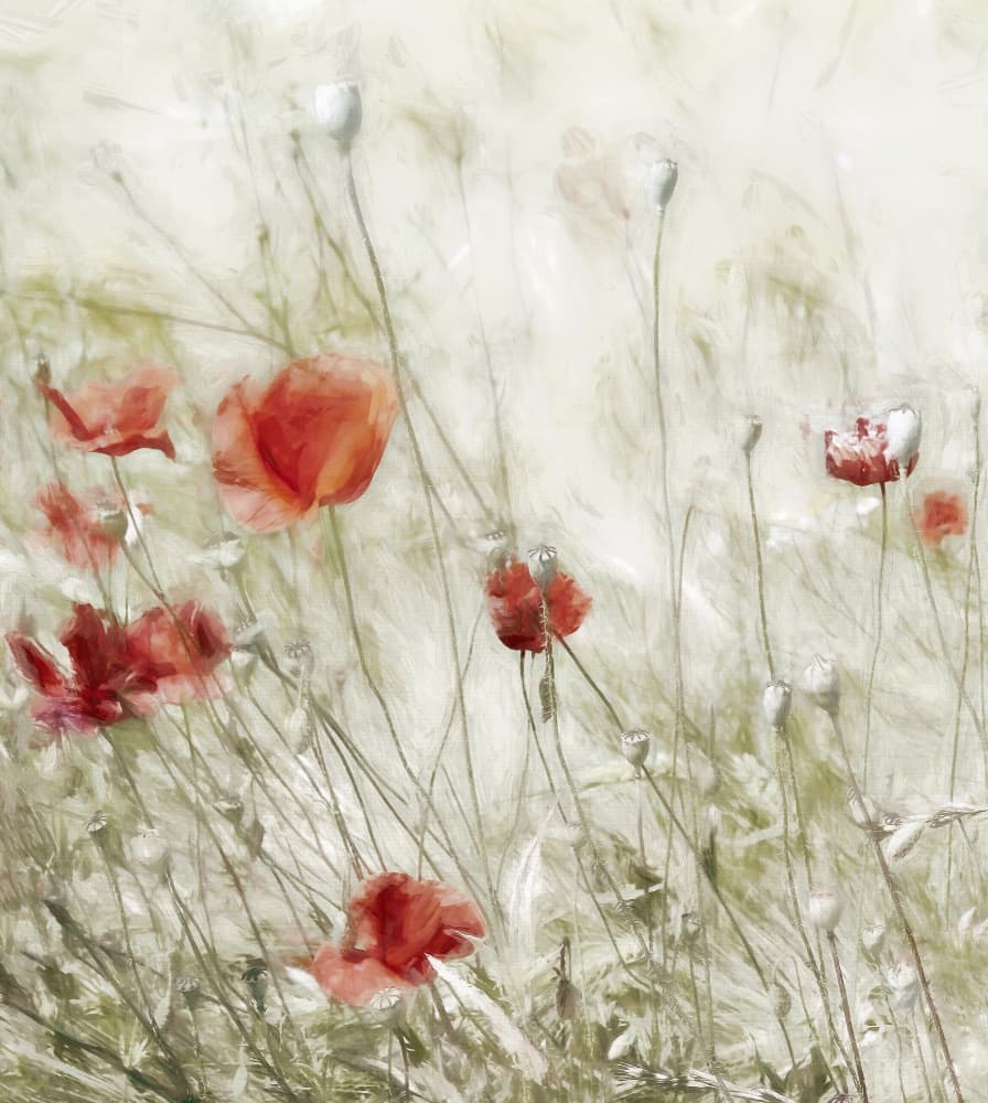 Soft Red Poppies