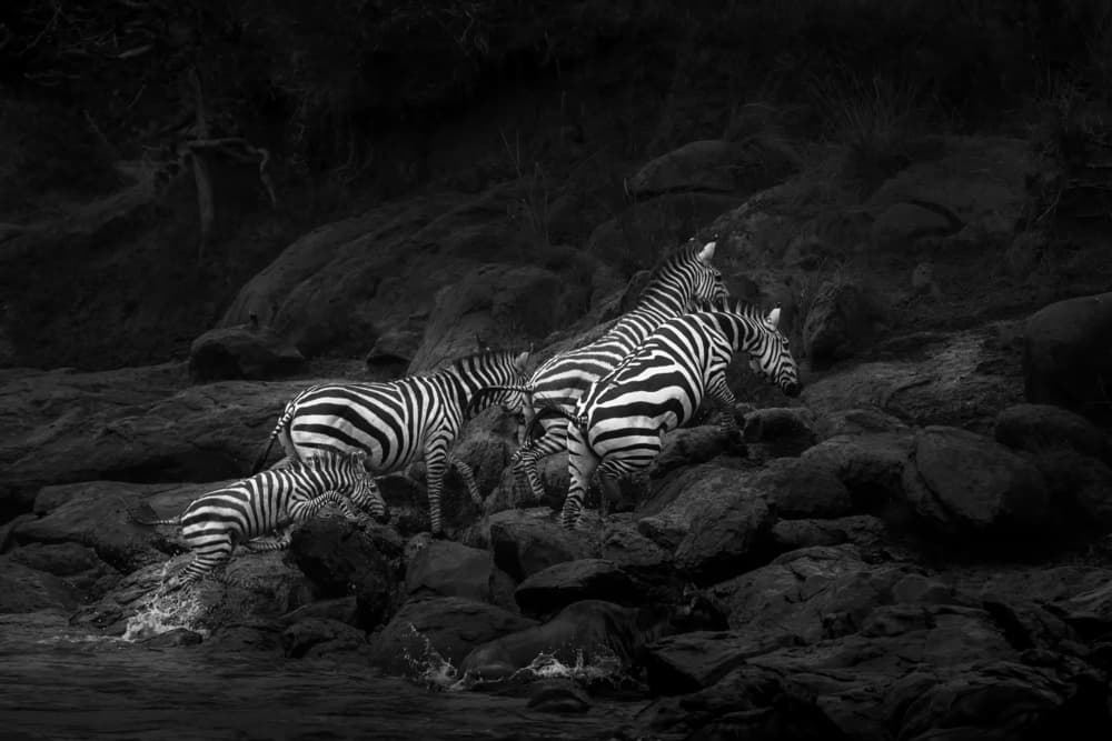 African Zebras Crossing River by Fion Wong — canvas wall art
