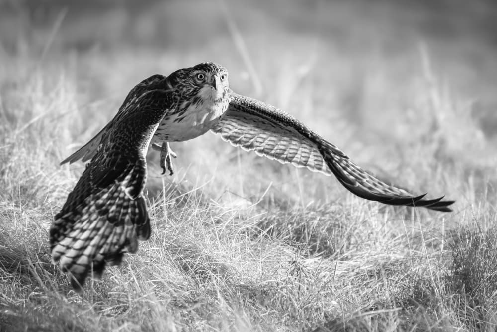 Graceful Falcon In Flight by Steven Zhou — canvas wall art