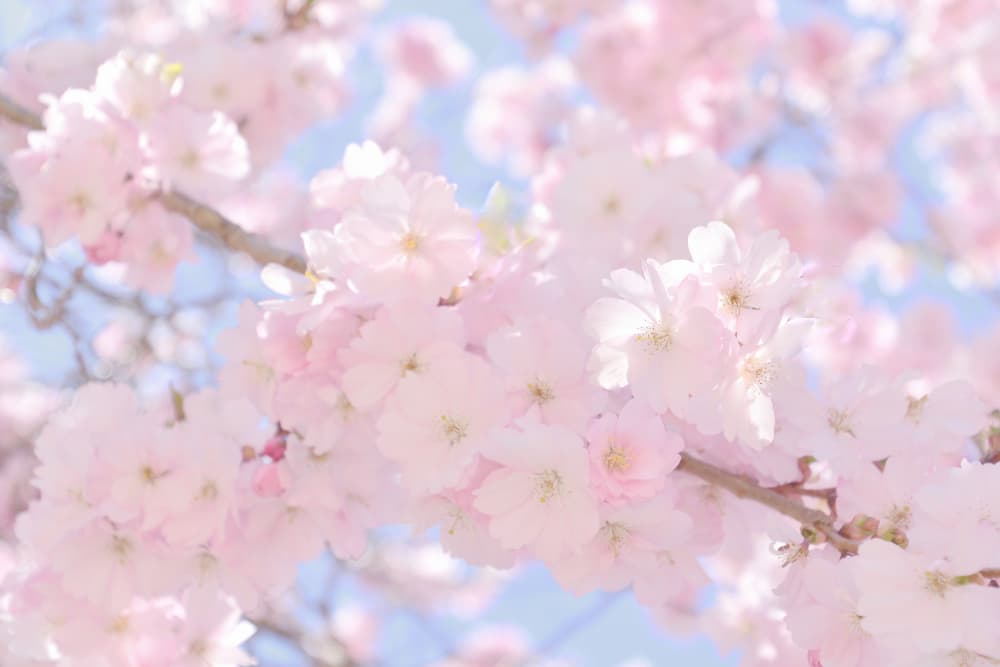 Soft Pink Cherry Blossoms by Christina Sillen — canvas wall art