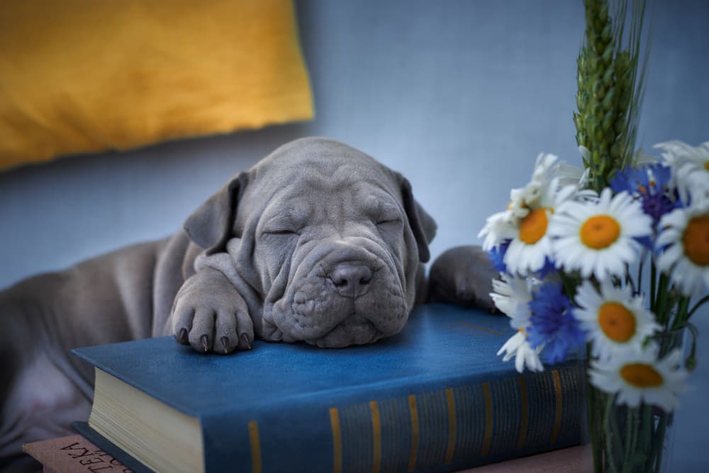 Sleeping Puppy With Flowers by Andrii Kazun — canvas wall art