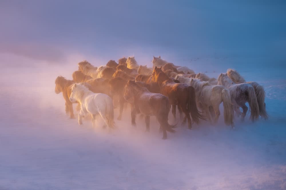 Wild Horses Running in Snow by Bingo Z — canvas wall art