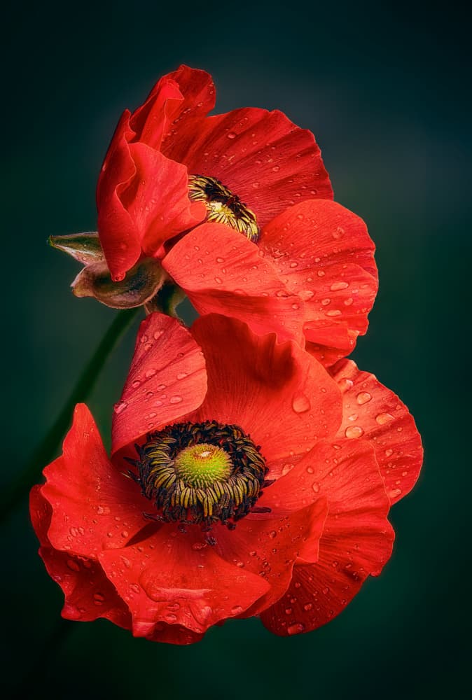Dew Kissed Poppies by Ben.C.L — canvas wall art