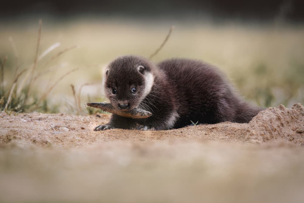 Curious Otter Pup by Michaela Firešová — canvas wall art