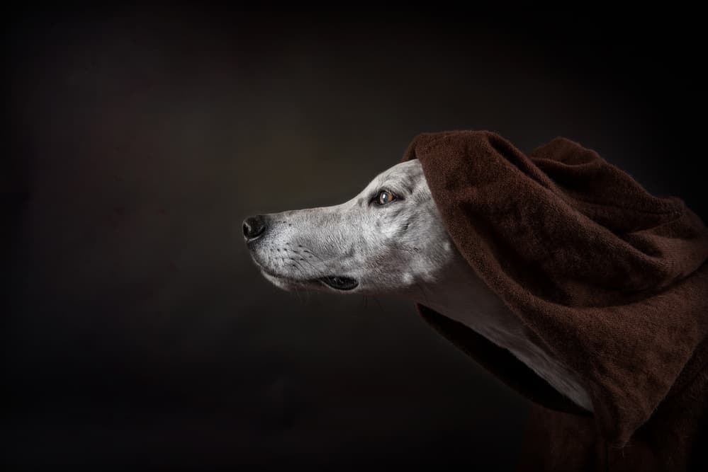 Noble Hooded Dog by Heike Willers — canvas wall art