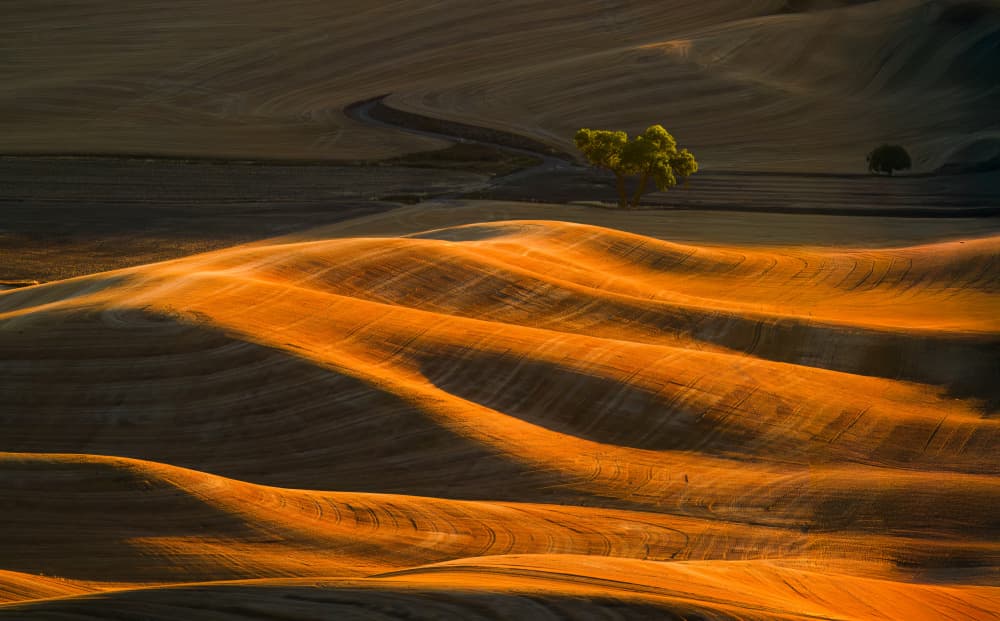 Sunlit Rolling Fields by Mike He — canvas wall art