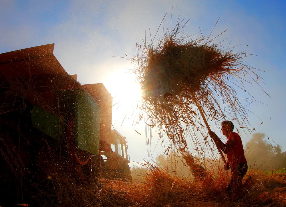 Golden Harvest Work by Mustafa Binol — canvas wall art