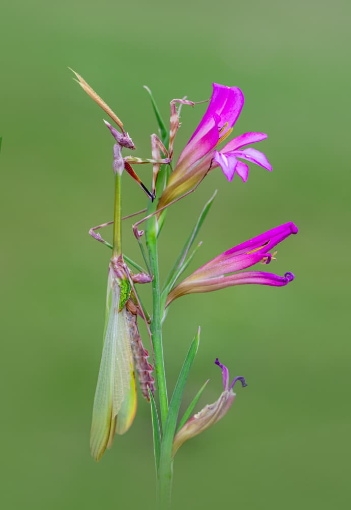 Praying Mantis Pink Flowers by Mustafa öztürk — canvas wall art