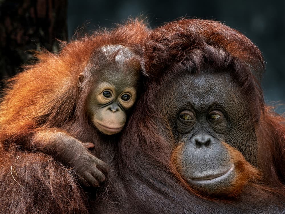Orangutan Mother and Baby by Prabu Dennaga — canvas wall art
