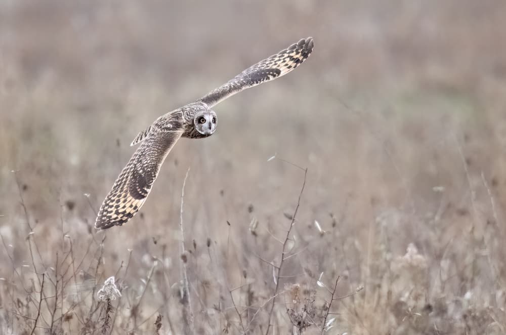 Short-eared Owl Flight by Chong Q. Wu — canvas wall art