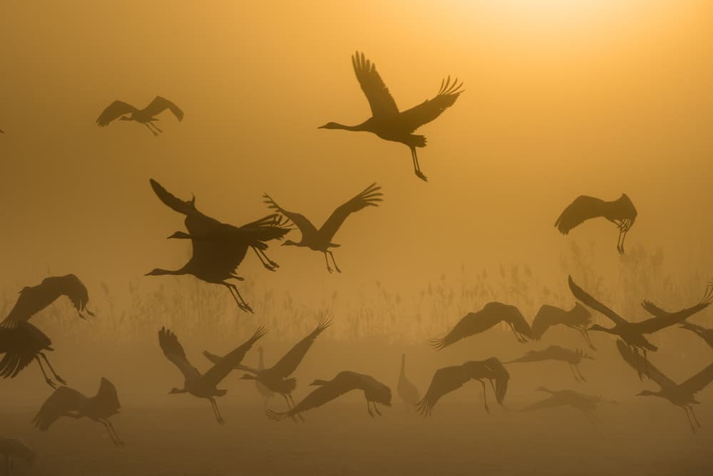 Golden Crane Flight by Ronen Rosenblatt — canvas wall art