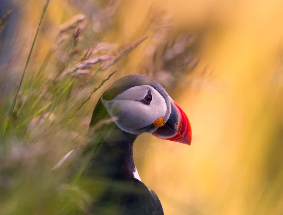 Colorful Atlantic Puffin by Bjørn A Hveding — canvas wall art