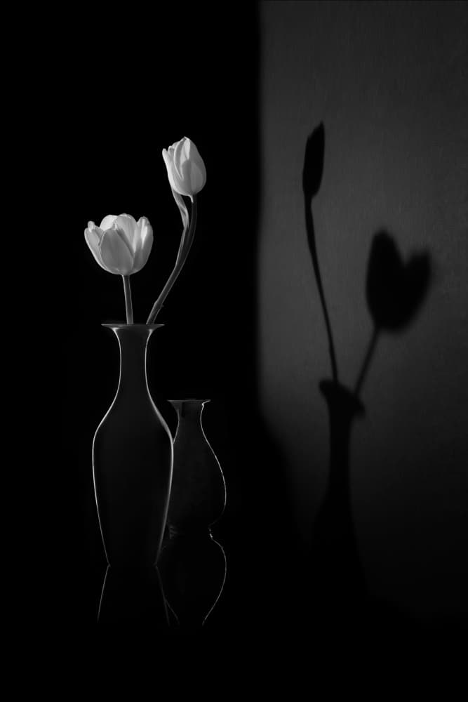 White Tulips and Shadows by Libby Zhang — canvas wall art