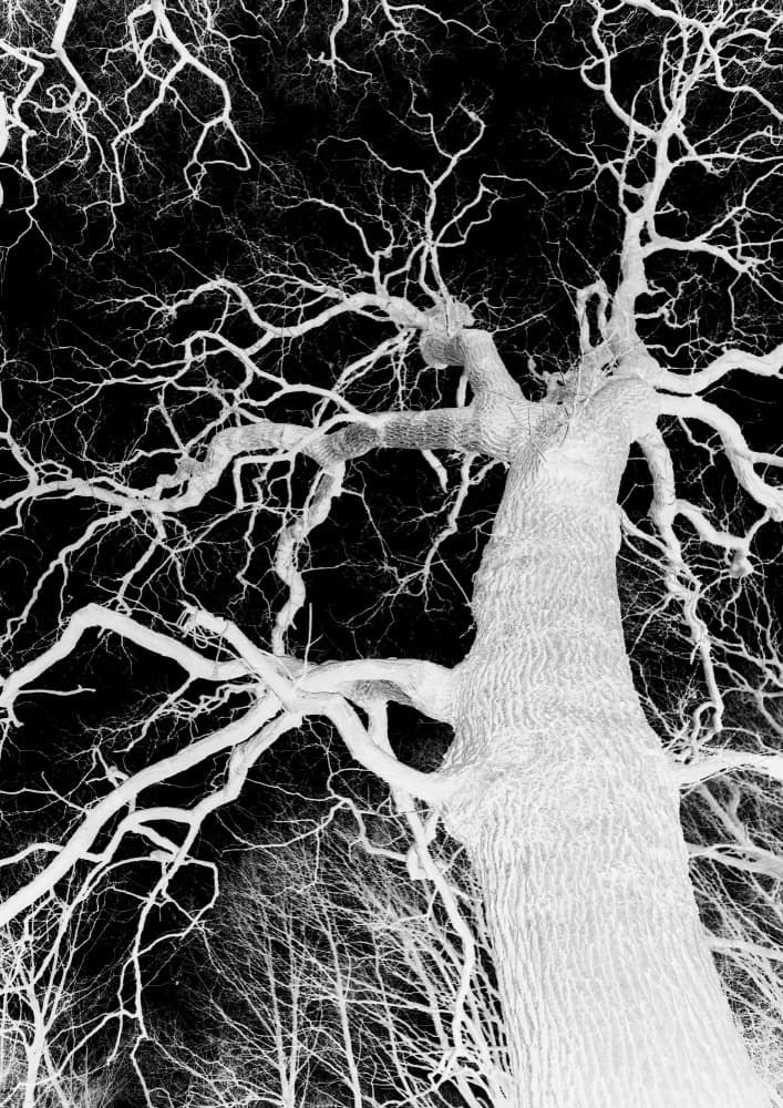 Inverse Arbor Essence by Shot by Clint — canvas wall art